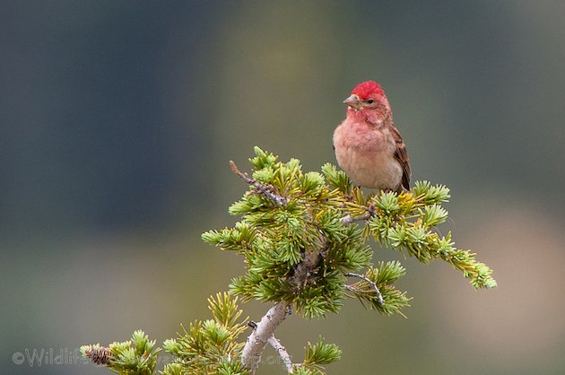 Cassin's Finch Male