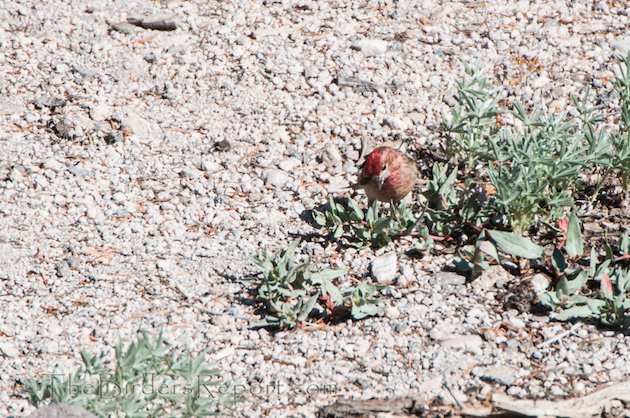 Cassin's Finch Male