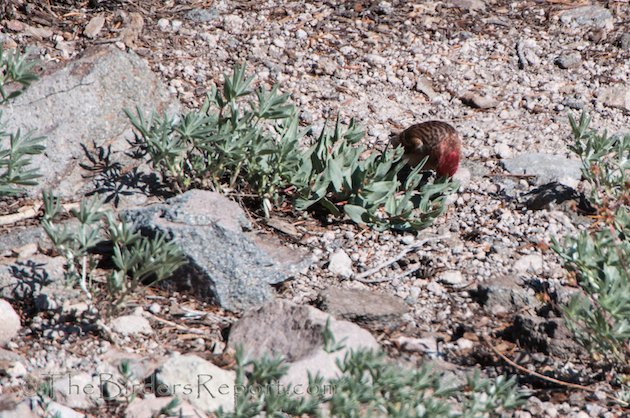 Cassin's Finch Male