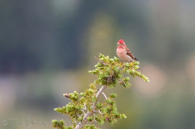 Cassin's Finch Male