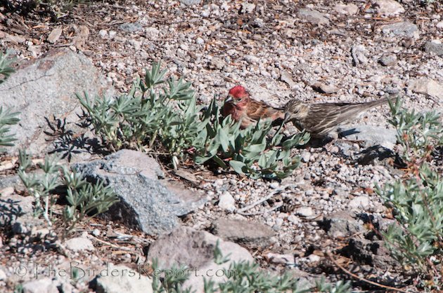 Cassin's Finch Pair