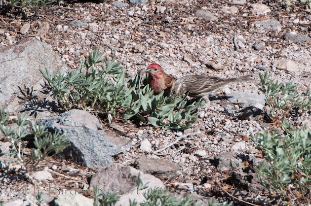 Cassin's Finch Pair