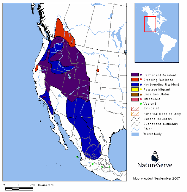 Cassin's Finch Range Map