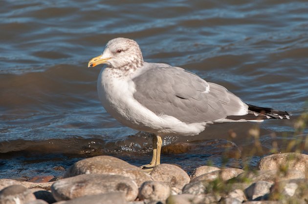 California Gull