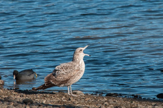 California Gull