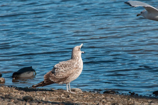 California Gull