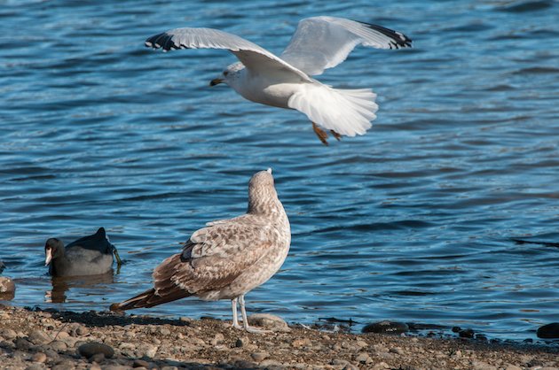 California Gull