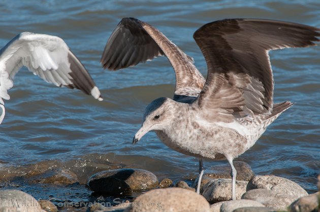 California Gull