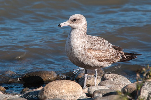 California Gull