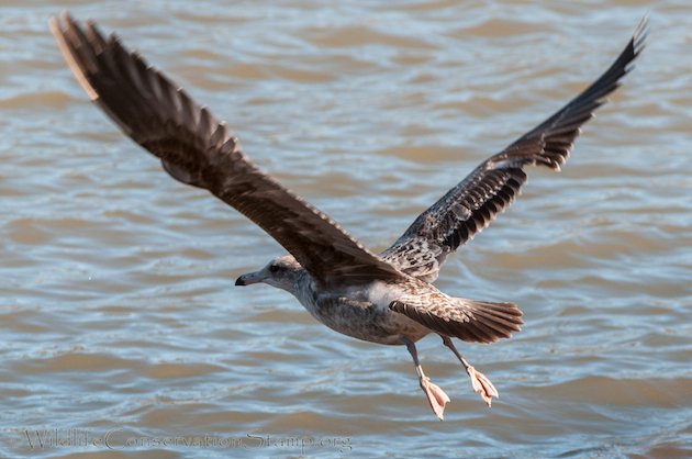 California Gull in Flight