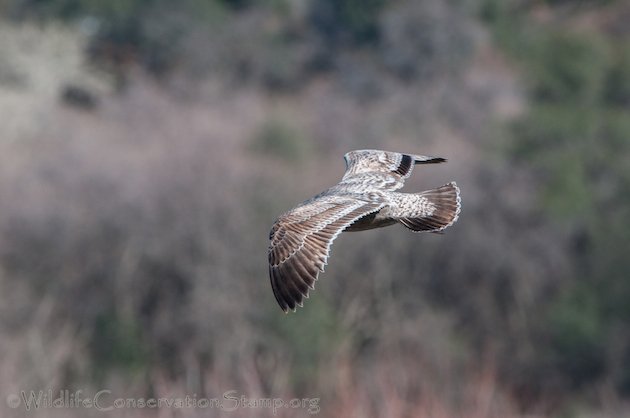 California Gull in Flight