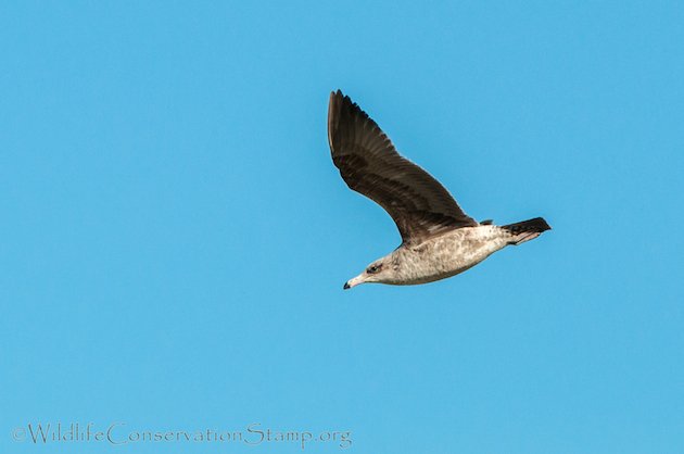 California Gull in Flight