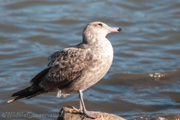 California Gull