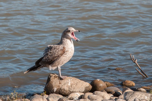 California Gull