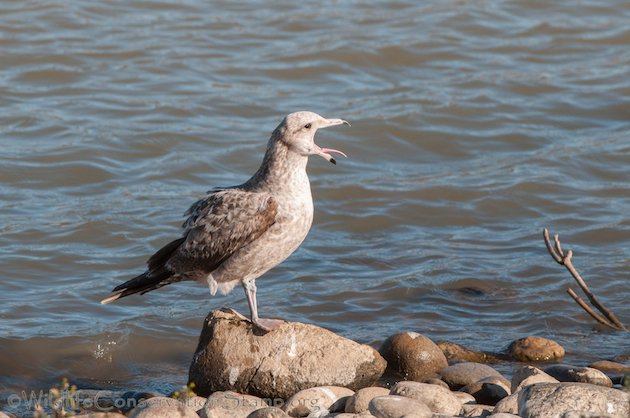 California Gull