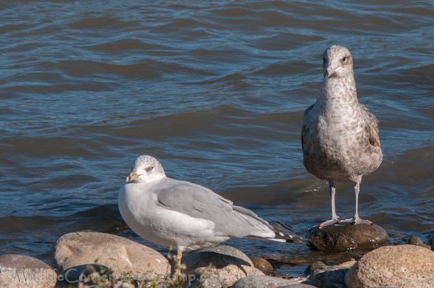 California Gull