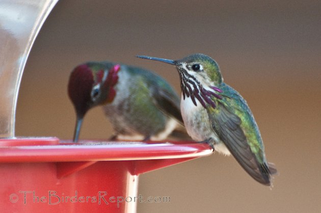 Calliope and Anna's Male Hummingbirds