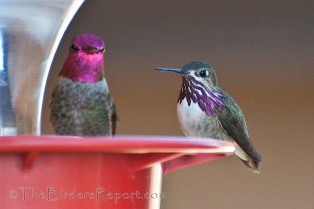 Calliope and Anna's Male Hummingbirds