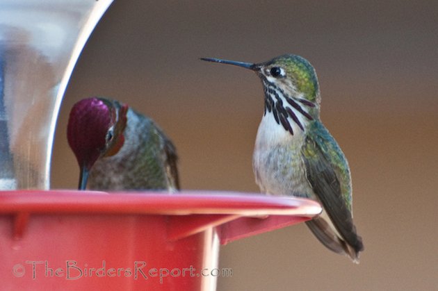 Calliope and Anna's Male Hummingbirds