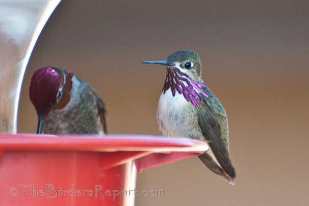 Calliope and Anna's Male Hummingbirds