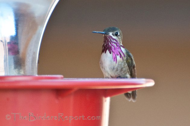 Calliope and Anna's Male Hummingbirds