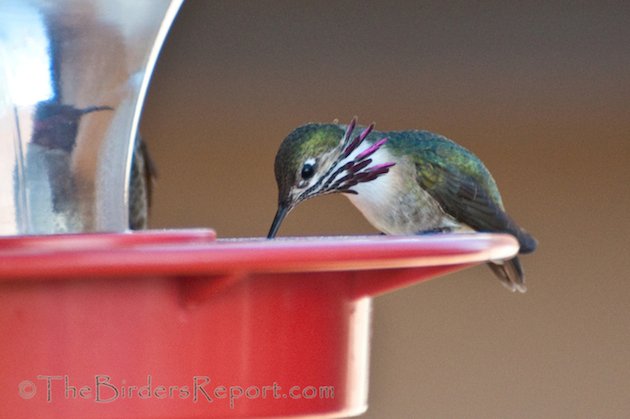 Calliope and Anna's Male Hummingbirds