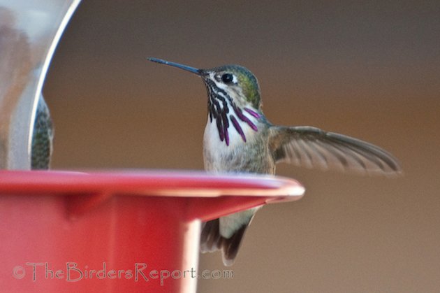 Calliope and Anna's Male Hummingbirds