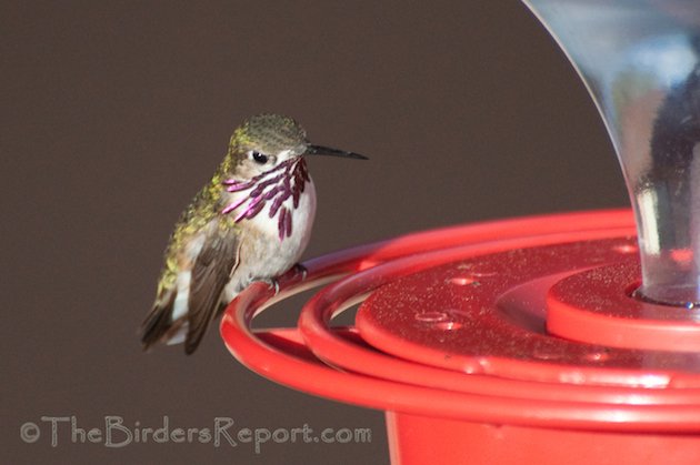 Calliope and Anna's Male Hummingbirds