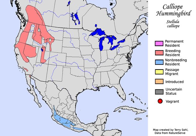 Calliope Hummingbird Range Map