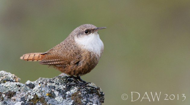 Canyon Wren Debbie Wheeler