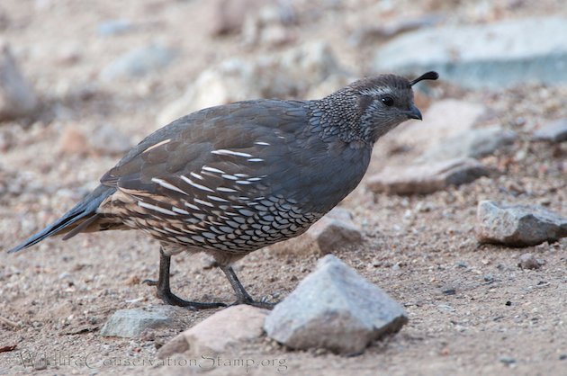 California Quail