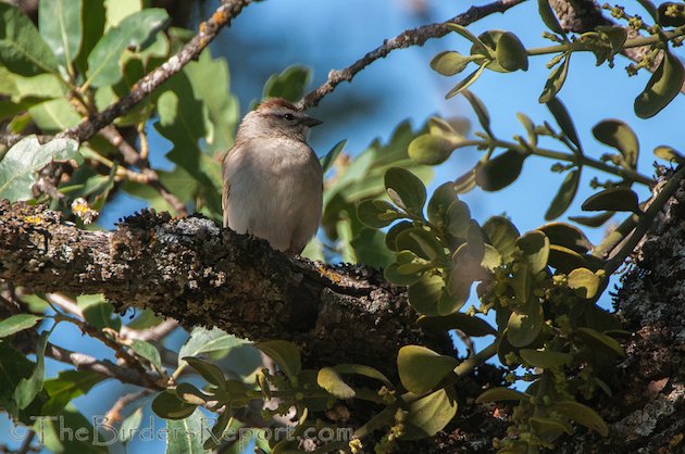 Chipping Sparrow