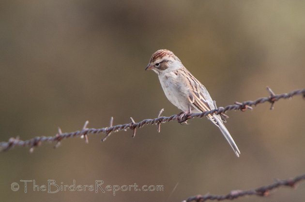 Chipping Sparrow