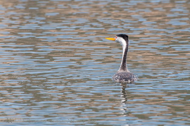 Clark's Grebe