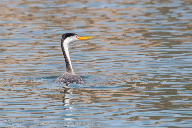 Clark's Grebe