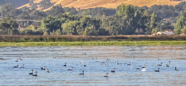 Grebe Colony at Clear Lake, California