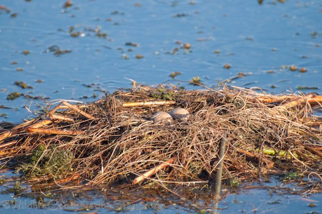 Clark's Grebe Nest