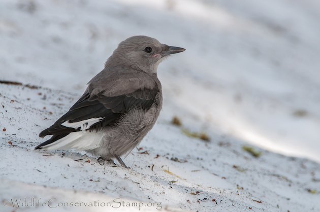 Clark's Nutcracker