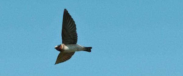 I and the Bird: What is a Swallow? – 10,000 Birds