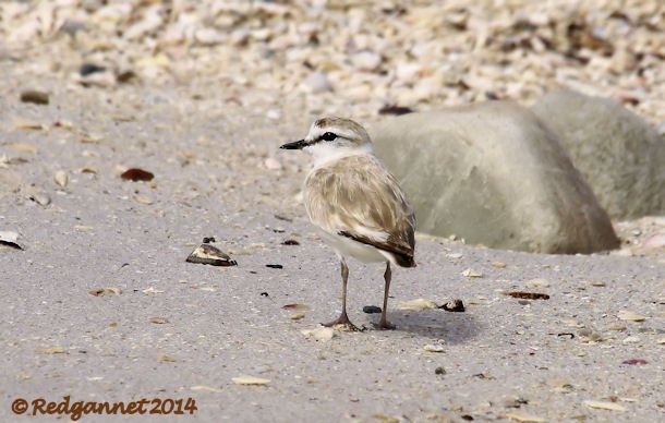 CPT 03Feb14 White-fronted Plover 02
