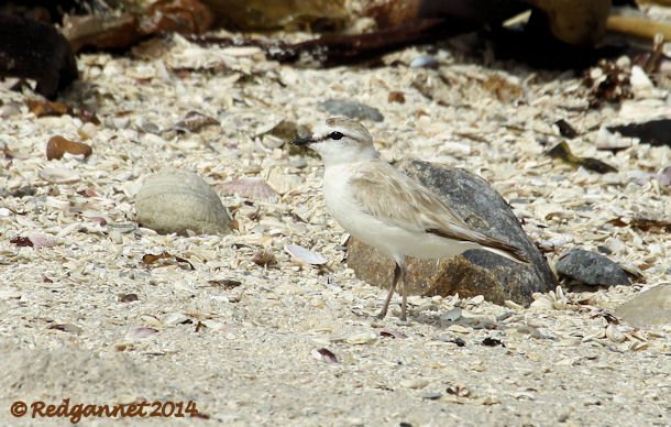 CPT 03Feb14 White-fronted Plover 03