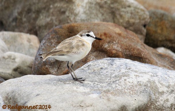 CPT 03Feb14 White-fronted Plover 09