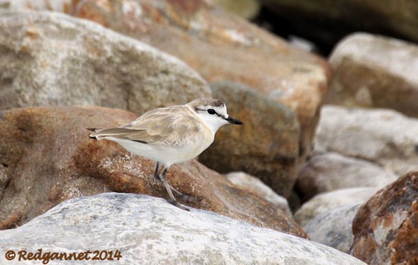CPT 03Feb14 White-fronted Plover 10