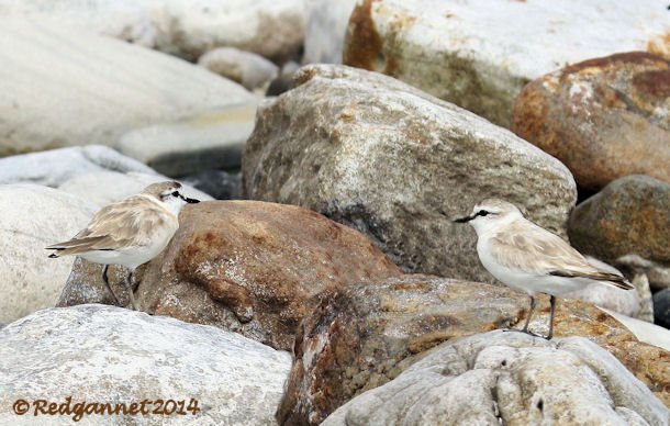 CPT 03Feb14 White-fronted Plover 11