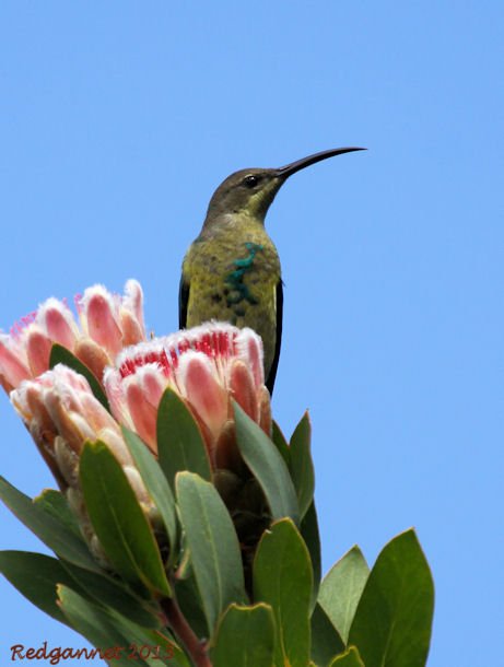 CPT 22Mar13 Malachite Sunbird 01