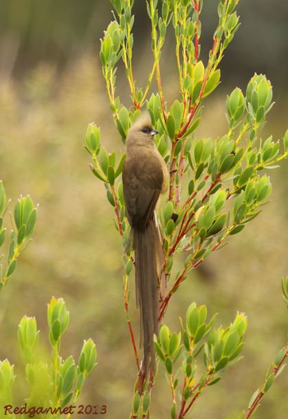 CPT 22Mar13 Speckled Mousebird 01