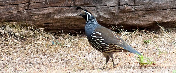 California Quail