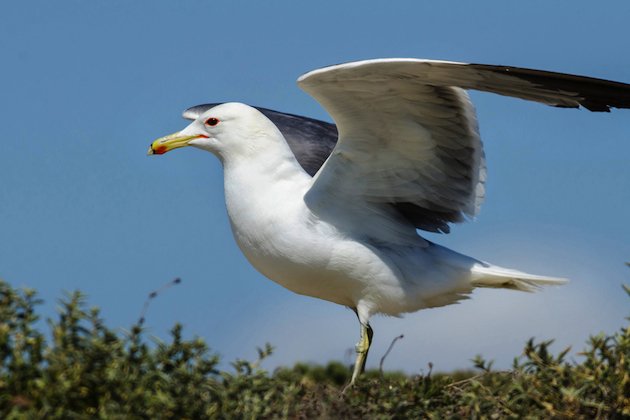 California Gull