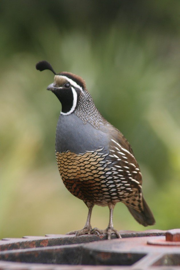 California quail