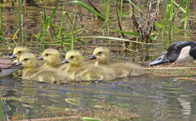 Canada Goose goslings